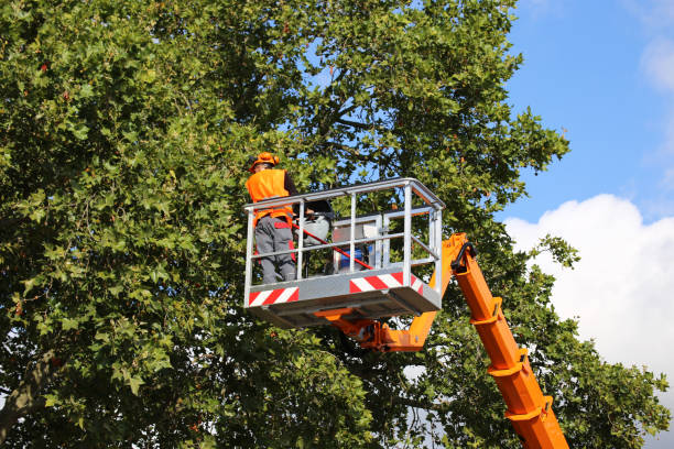 Best Tree Mulching  in Hargill, TX