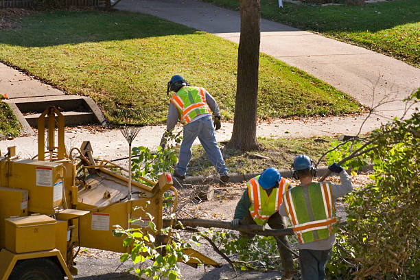 Tree Care Services