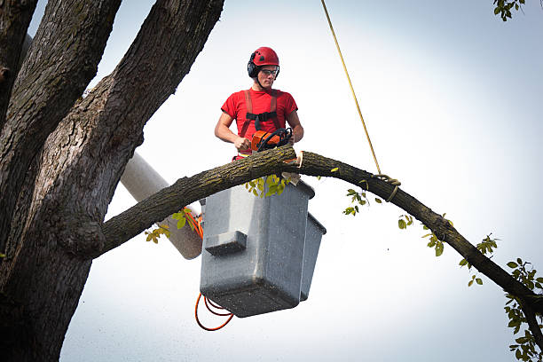 Leaf Removal in Hargill, TX